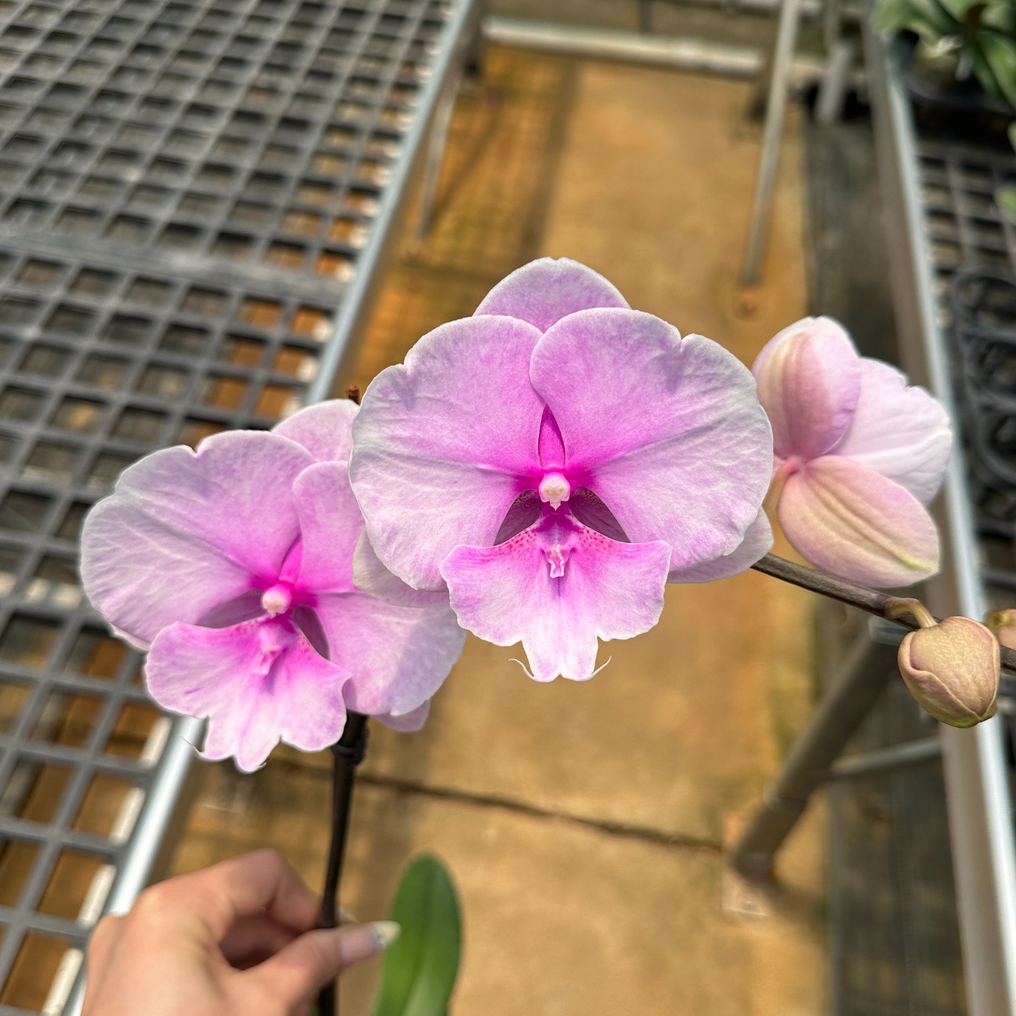 【迷雾大舌头开爆无花苞】2.8寸 高端精品盆栽蝴蝶兰