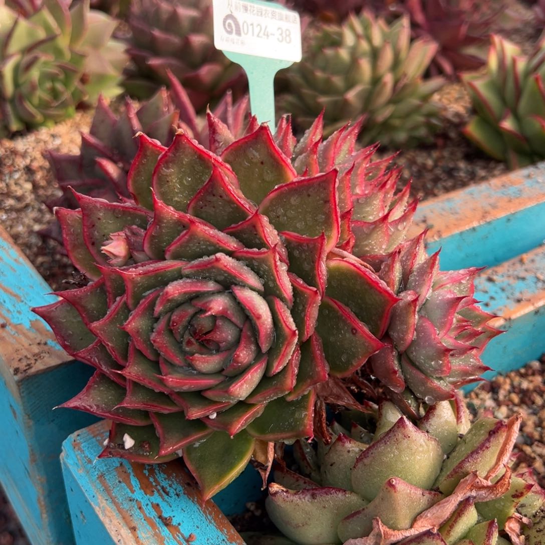 从前慢多肉精选编号0124.38