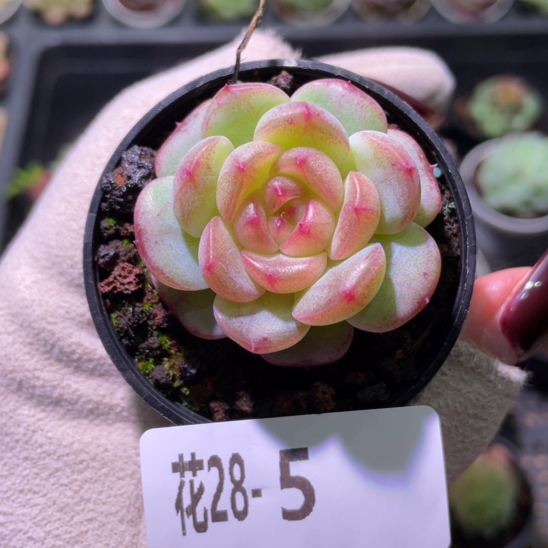 花利美28-5新品单头