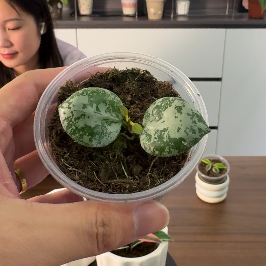 无花朵闪4甜蜜爱情球兰小苗