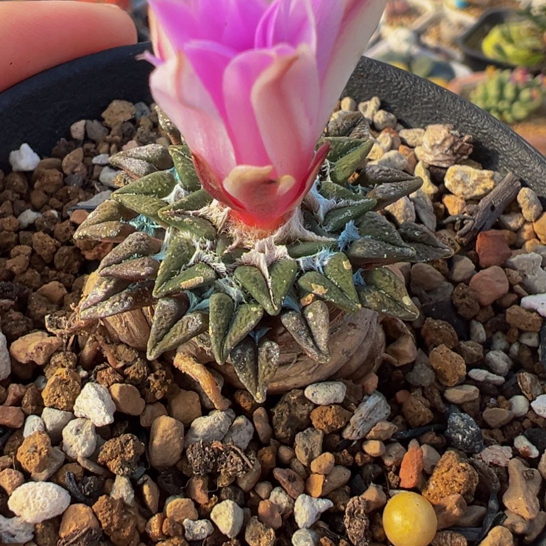 黑牡丹多肉植物盆栽花卉