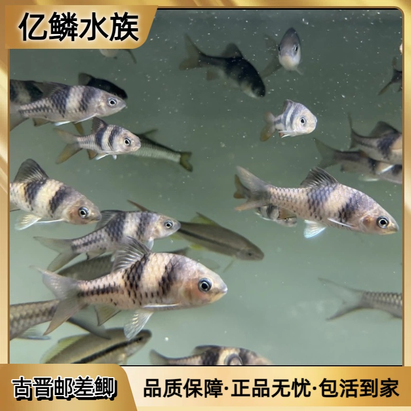 邮差鲫古晋邮差鲫东南亚进口溪流原生中型鲤科鱼热带观赏鱼