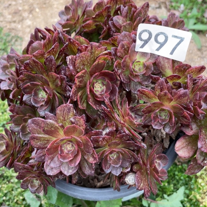 997多肉植物红丝绒
