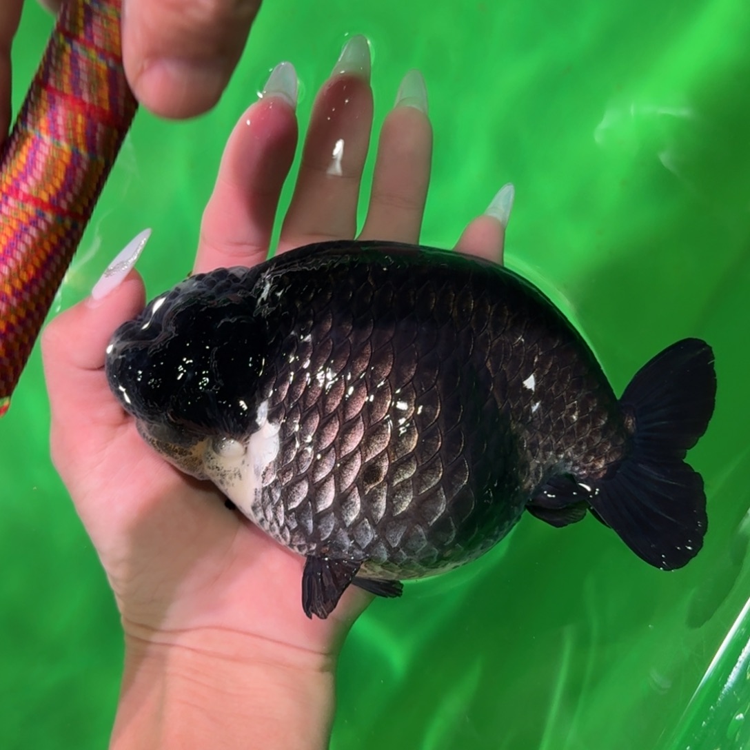 金鱼类不分公母 12