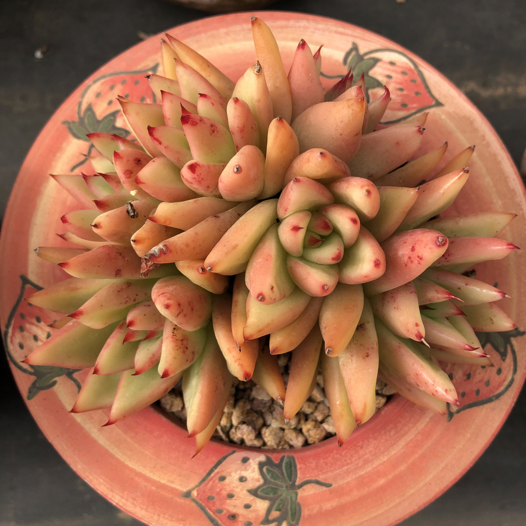 橙色乌木朵朵缀化老桩多肉