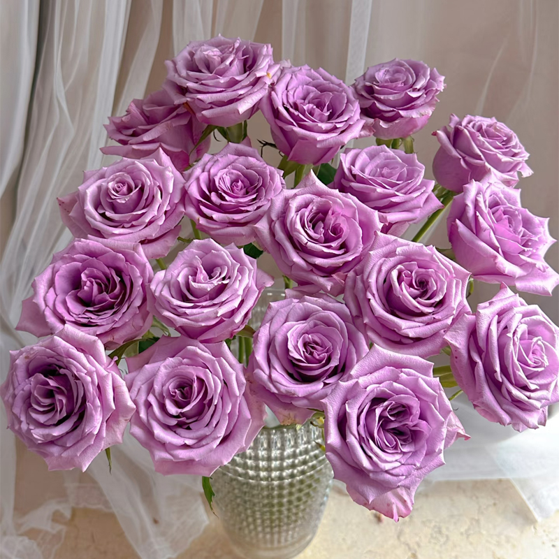 【紫玫瑰】单头玫瑰花花束新鲜鲜花云南昆明基地直发家用花水养花