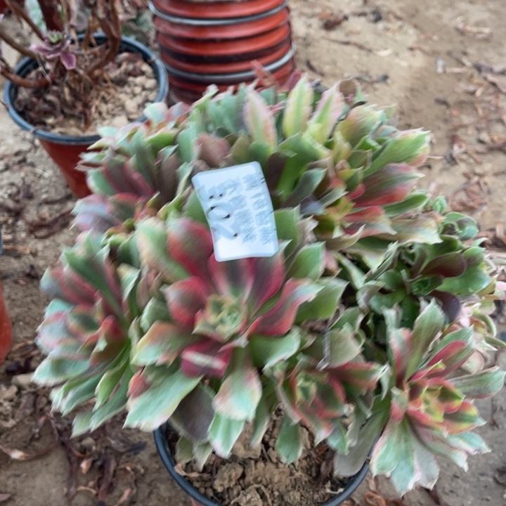 302光辉七彩不太圆1