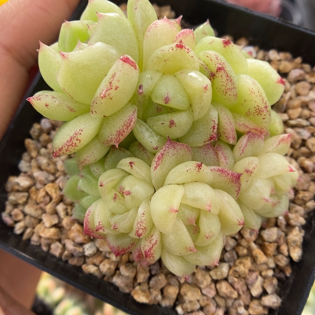 菠萝蜜麦秆群生365号