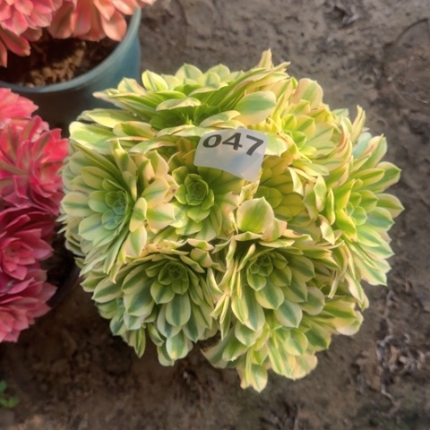 法师金丝翡翠，18-22