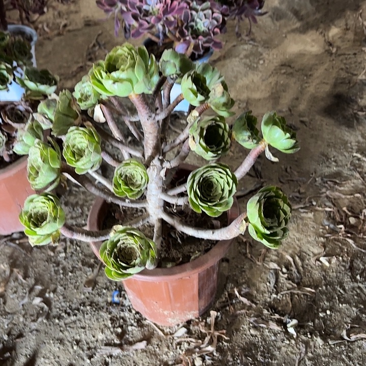 鱼***哥多肉植物法师万圣夜71