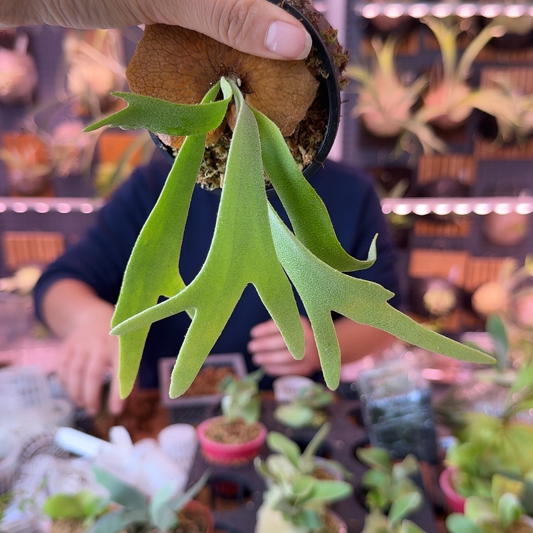 完全开放黄月小体鹿角蕨