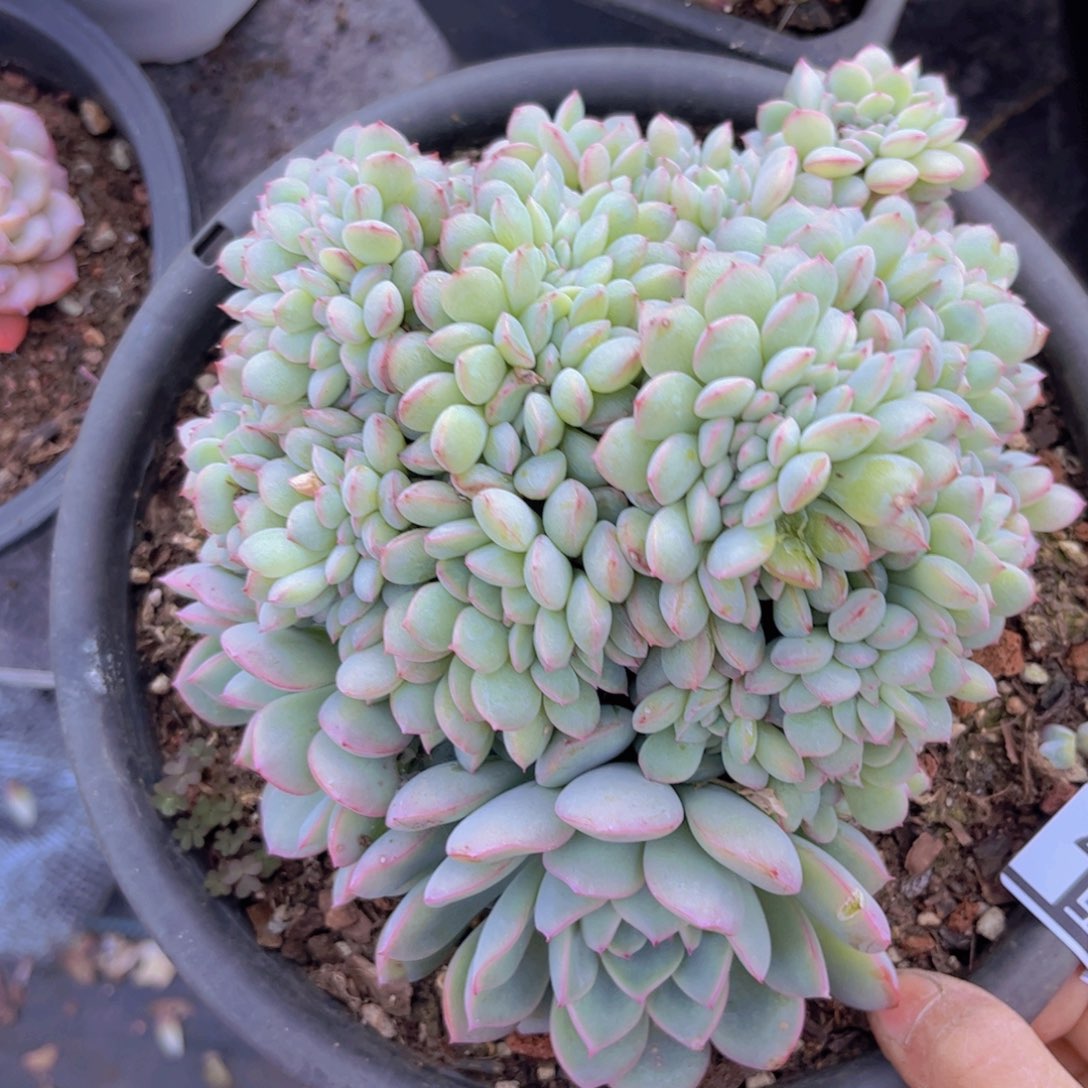 荷花缀02127多肉植物