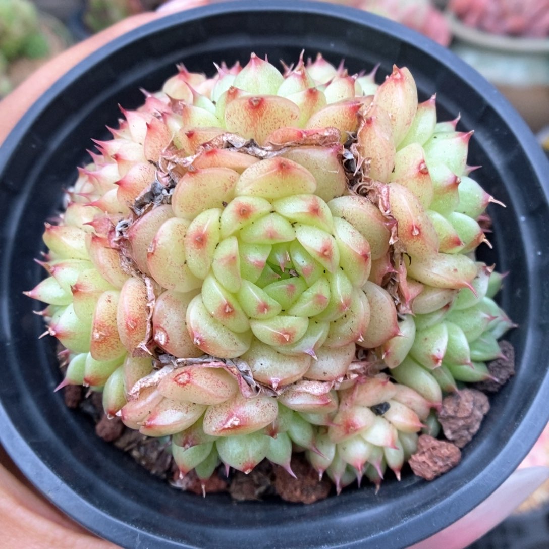 小胖子麦杆群生可拍。  