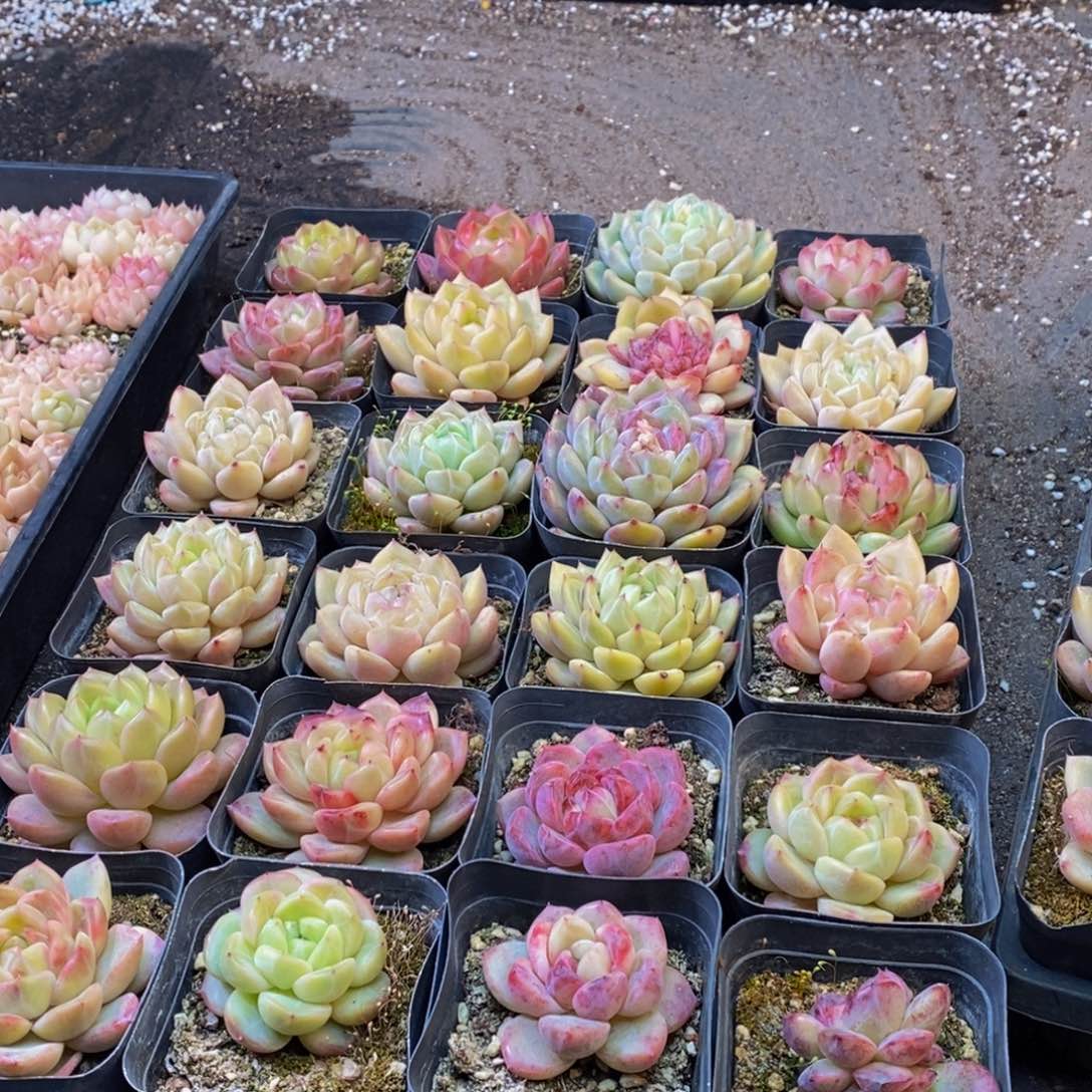 Y*386多肉植物保护研究所所长助理