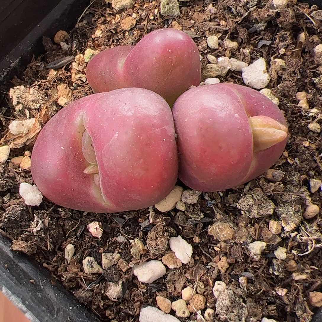 【闪购商品】117 开播福利