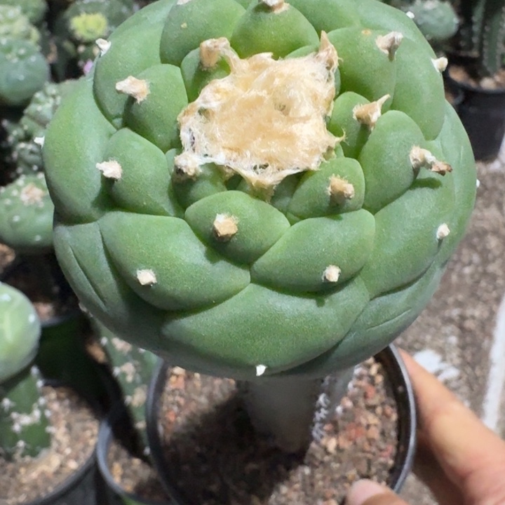 苗接优选仙人球260