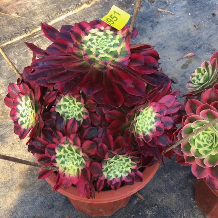 天和多肉95100000000