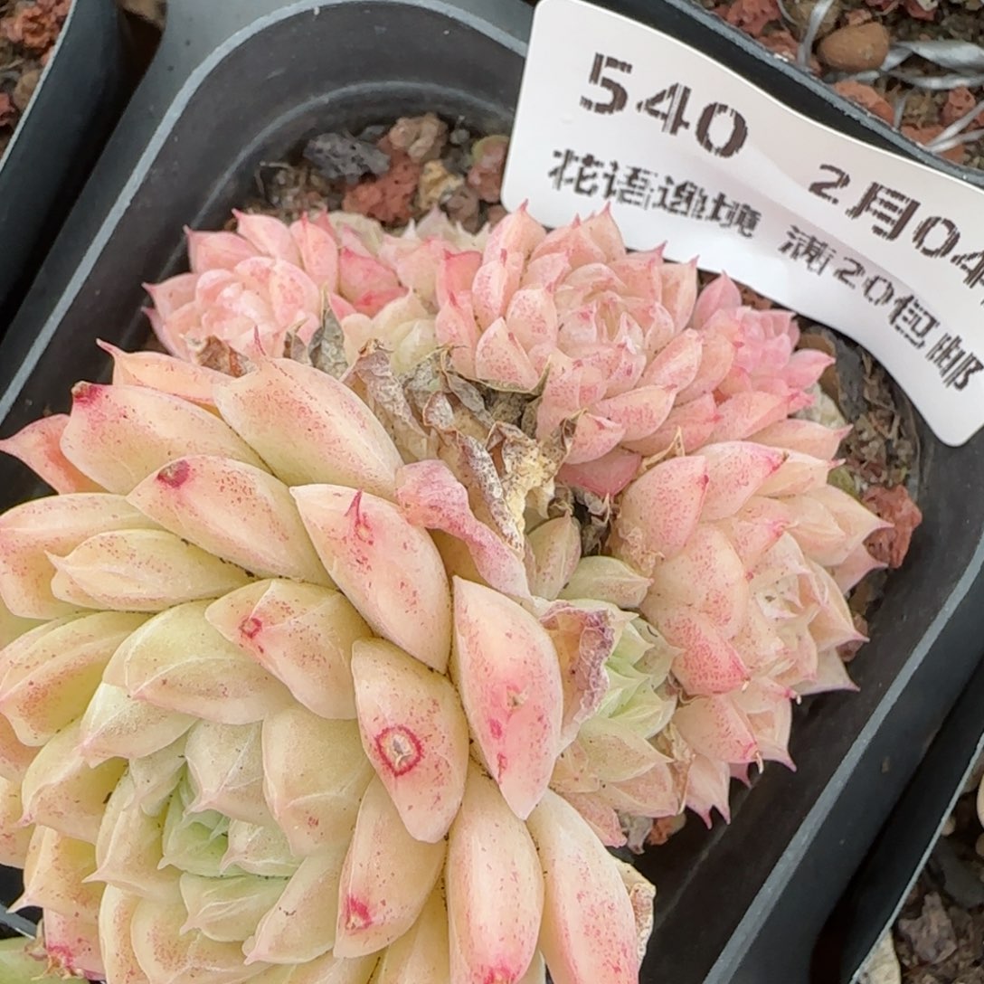 花语逸镜0204-540