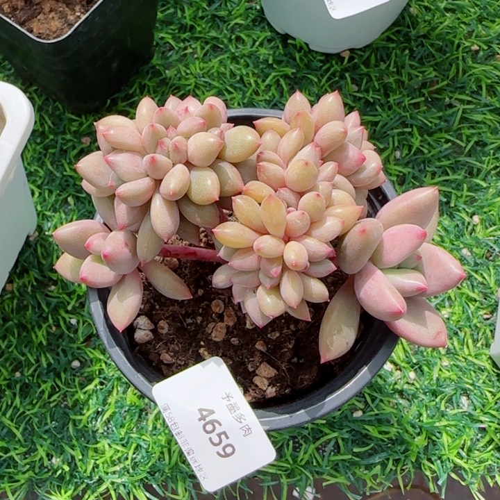 桃花源小树缀，4659多肉植物