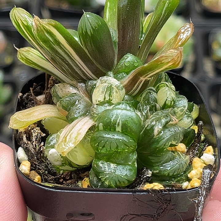 110群生残雪玉露锦