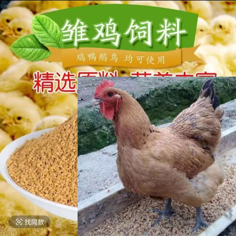 畜牧养殖麻羽鸡饲料健康好养