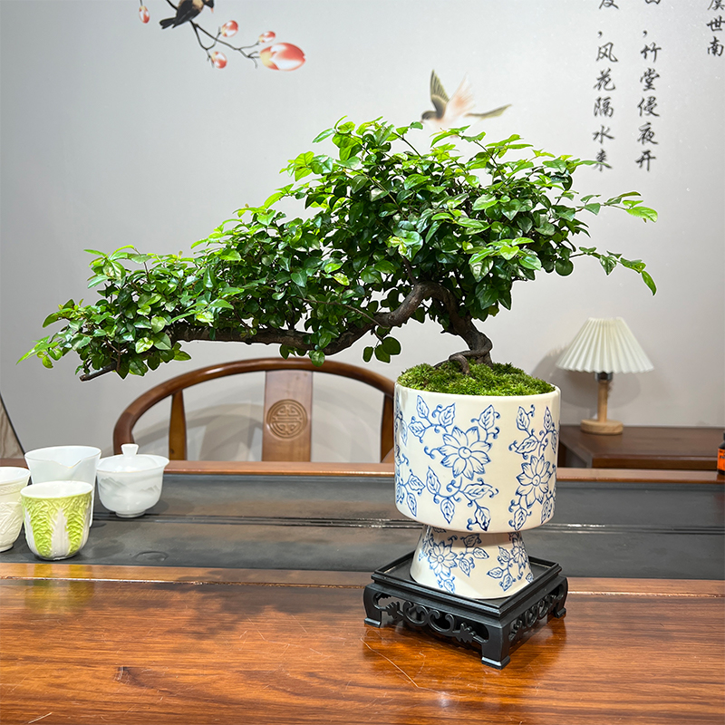 盆景七贤老桩悬崖榆树室内客厅办公室高端绿植盆景