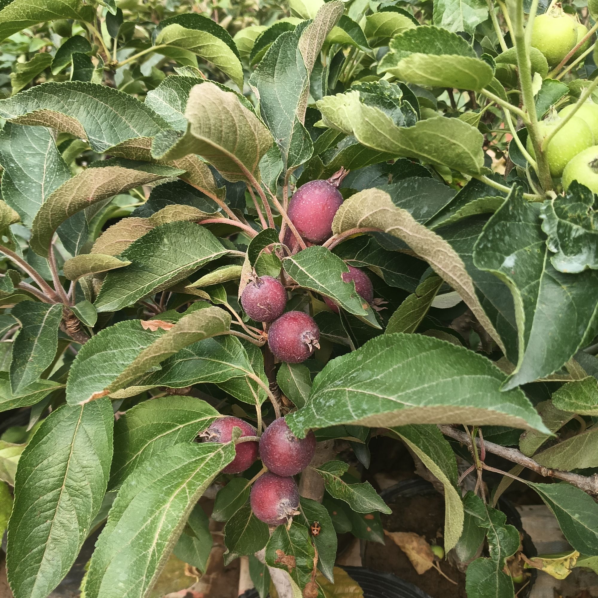 贵人果海棠老桩盆景寓意富贵吉祥适合阳台庭院盆景盆栽