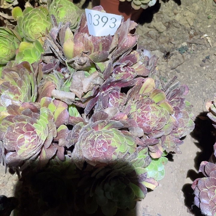 多肉植物法师393花月夜