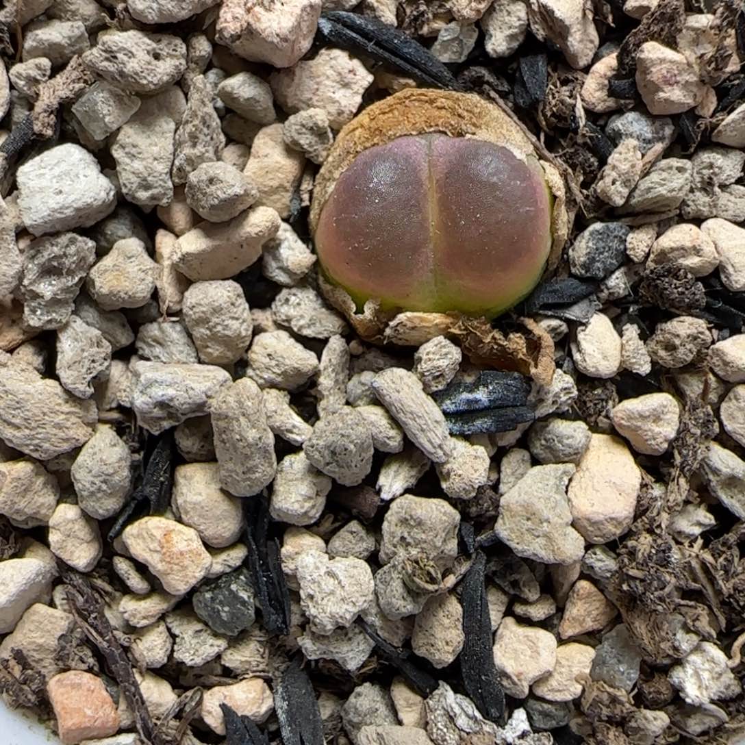 紫皮拉登大棚直播