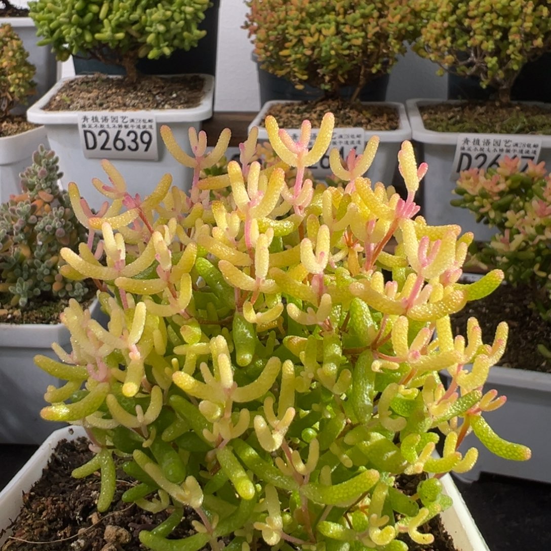 D2652飞机猪一物一拍