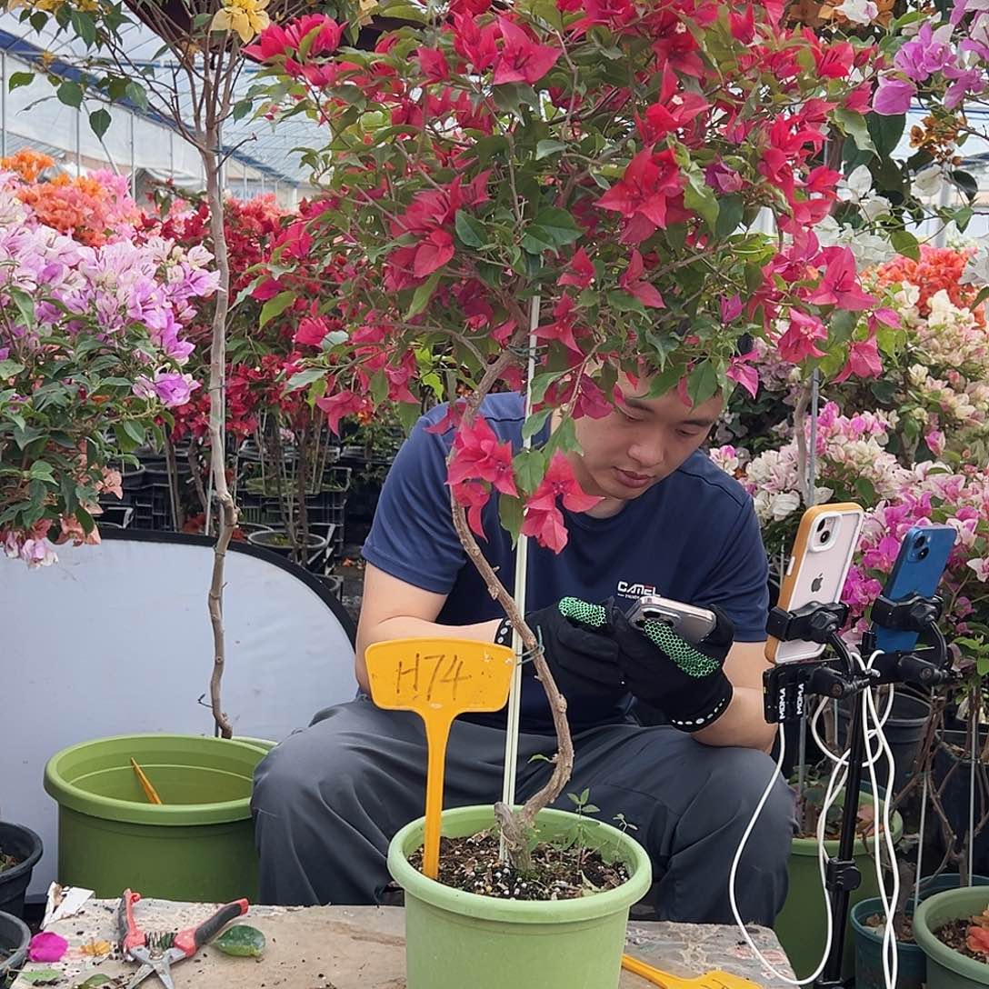 小***️大部分花苞少量开放H74紫桑巴