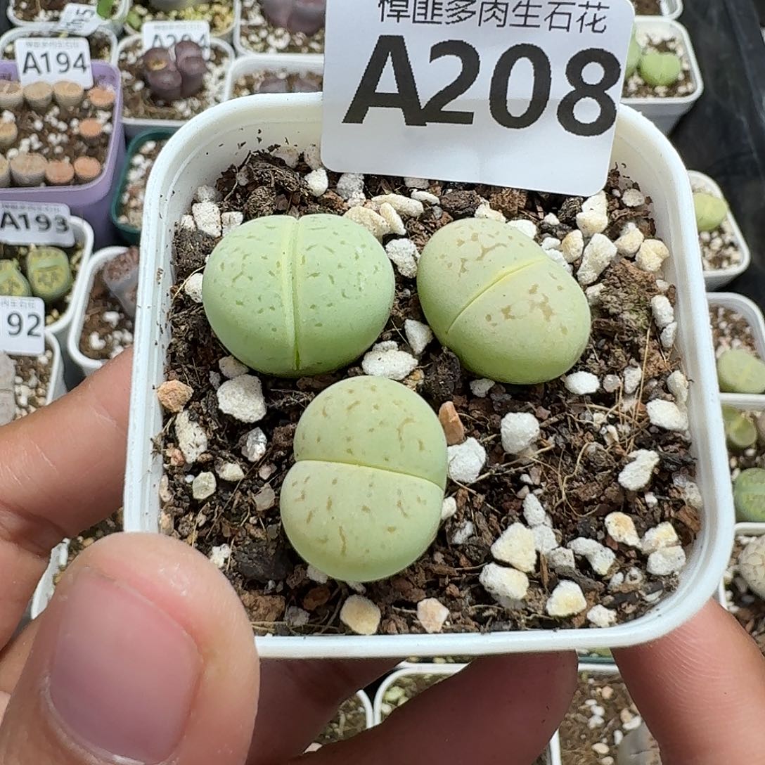 208多肉植物多肉植物