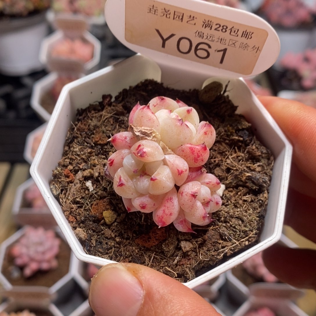 一物一拍 y061 如梦令 3.5cm