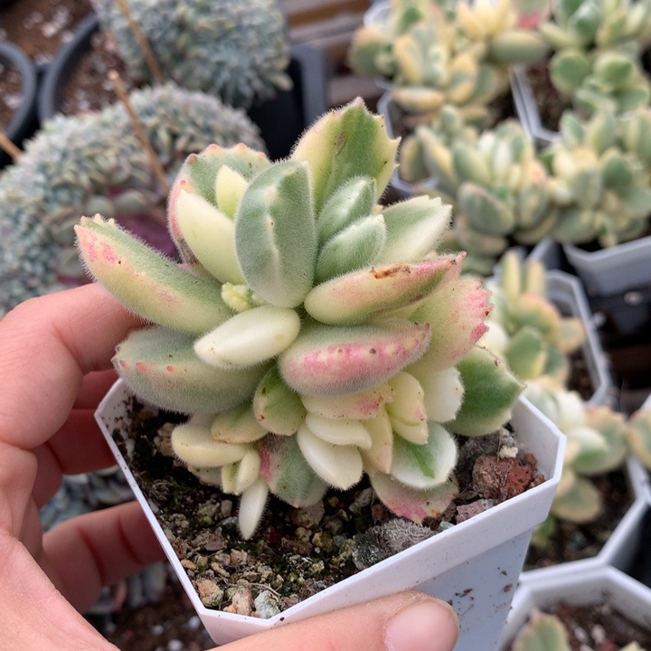 彩虹熊多肉植物的