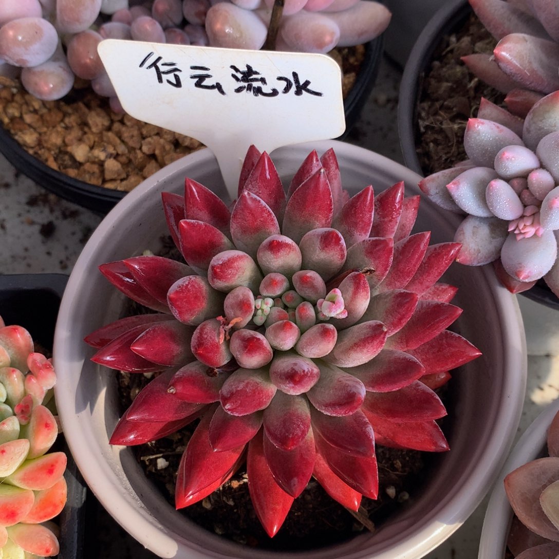 大虞美人72627272722