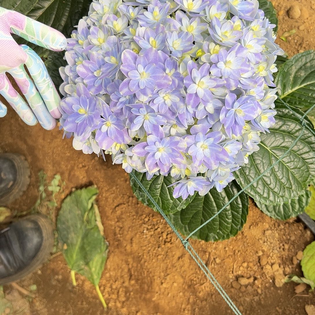 完全开放A15 绣球花两单包邮