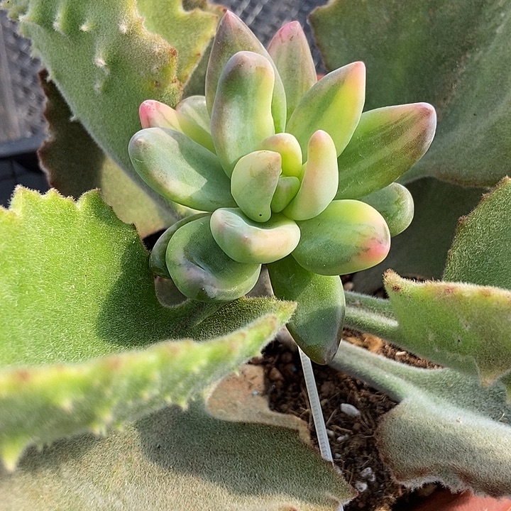 紫丽殿锦带嫁木发货