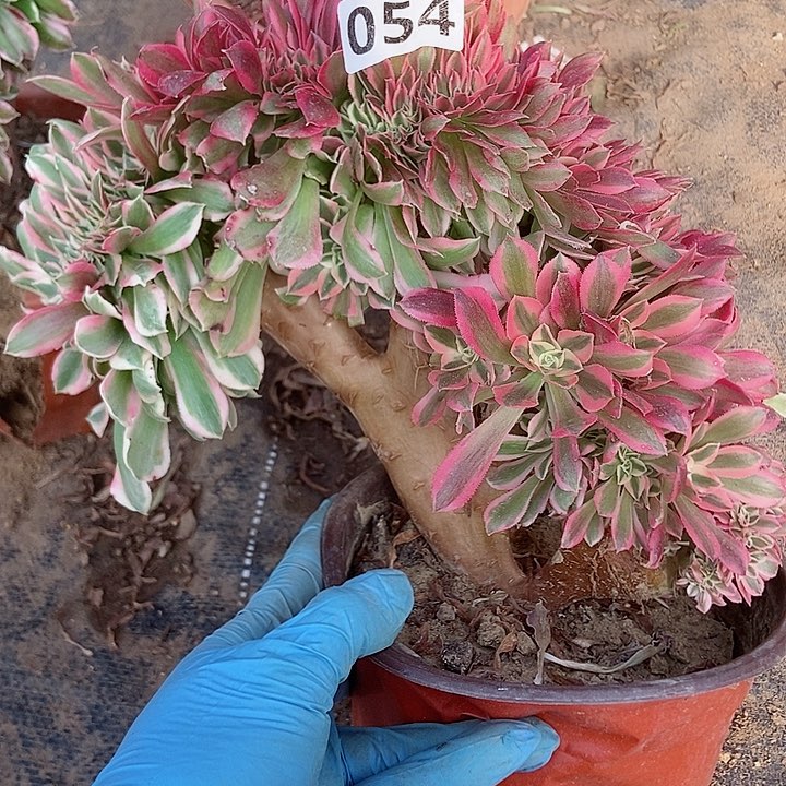 054粉女巫老庄缀化老板子