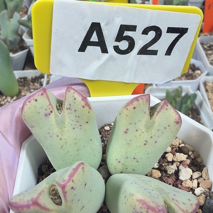 527mmmmmmmmmmmmmmmmm