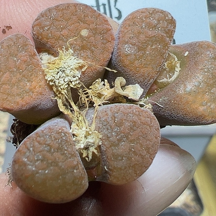 363号特价风铃xyxyxyxyxy