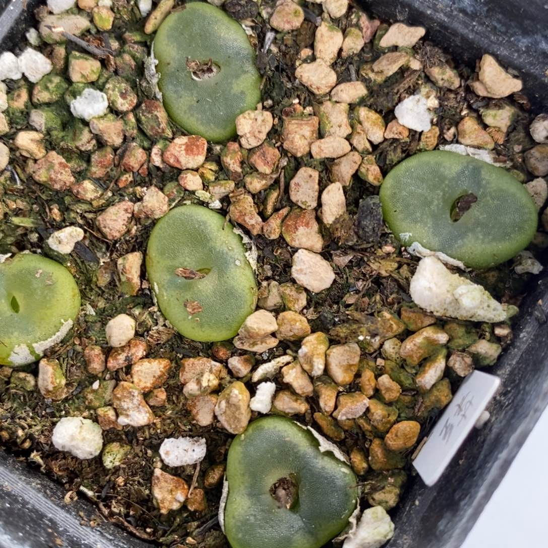 940水晶鞋一盒一盒