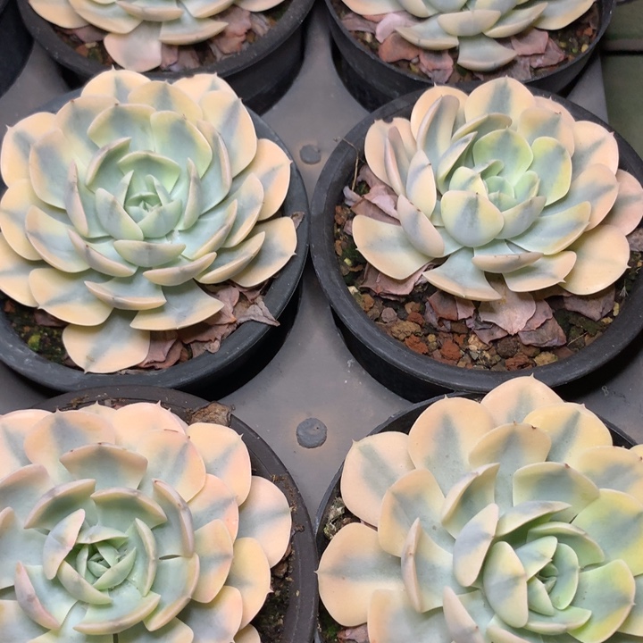 鲁氏锦单头8cm左右