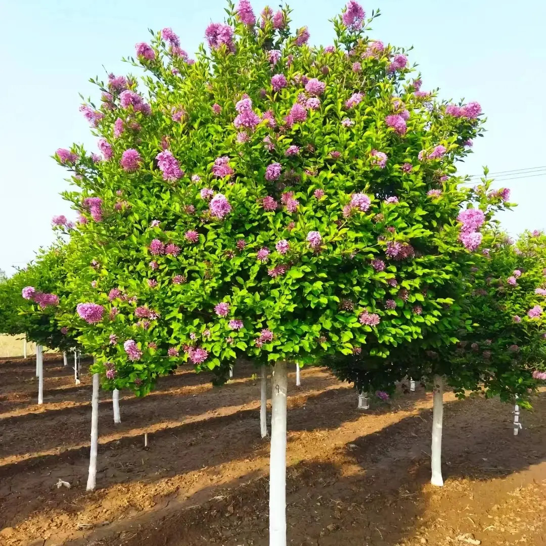 丁香花树苗浓香庭院植物白丁香紫丁香树盆栽耐寒耐热四季园林别墅
