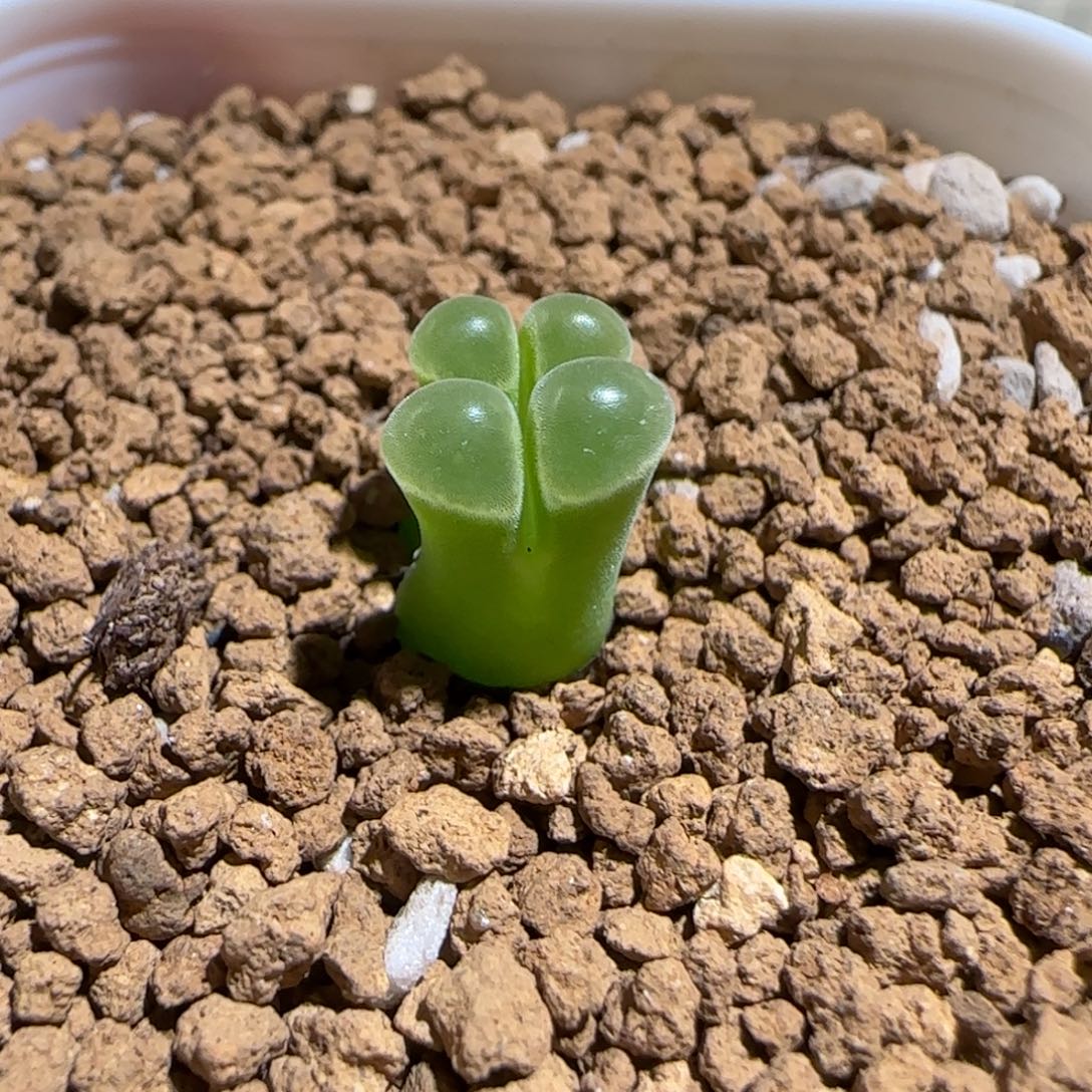 肉锥多肉植物组合-极窗1109