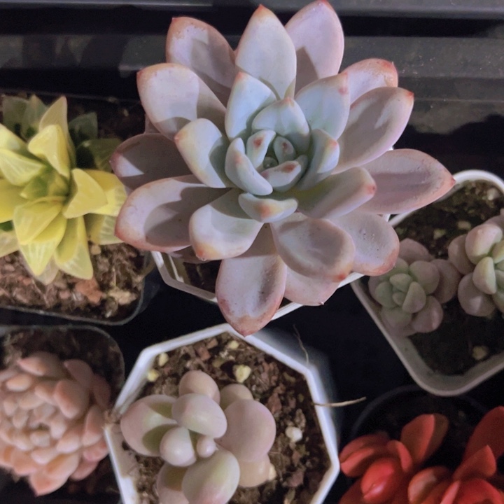 历**师玉芙蓉精品多肉植物