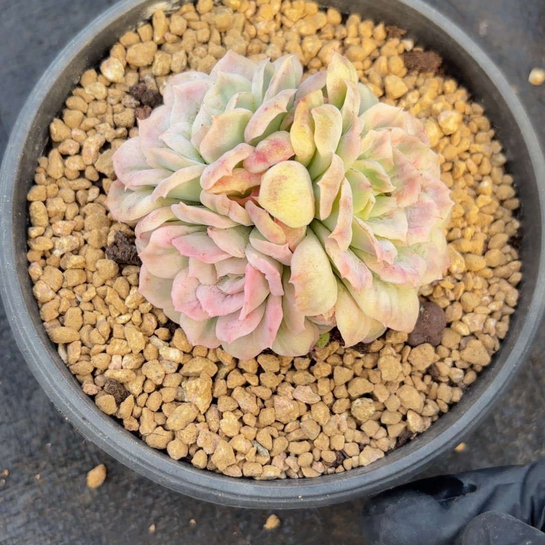 一***笑哈哈哈哈哈哈哈哈哈哈哈哈宝贝