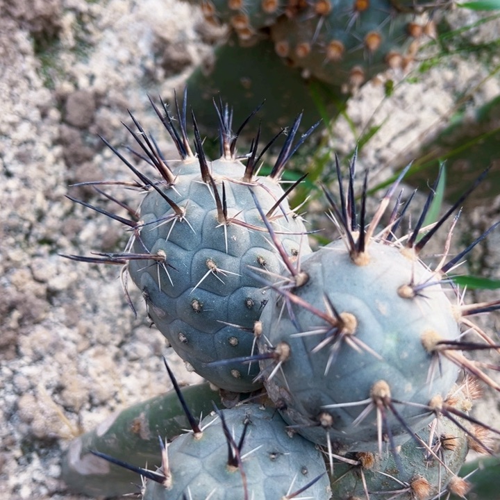 2234产地水牛角习仙人球