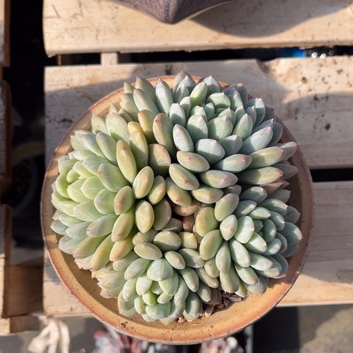 百搭翡翠多肉植物3 5 6