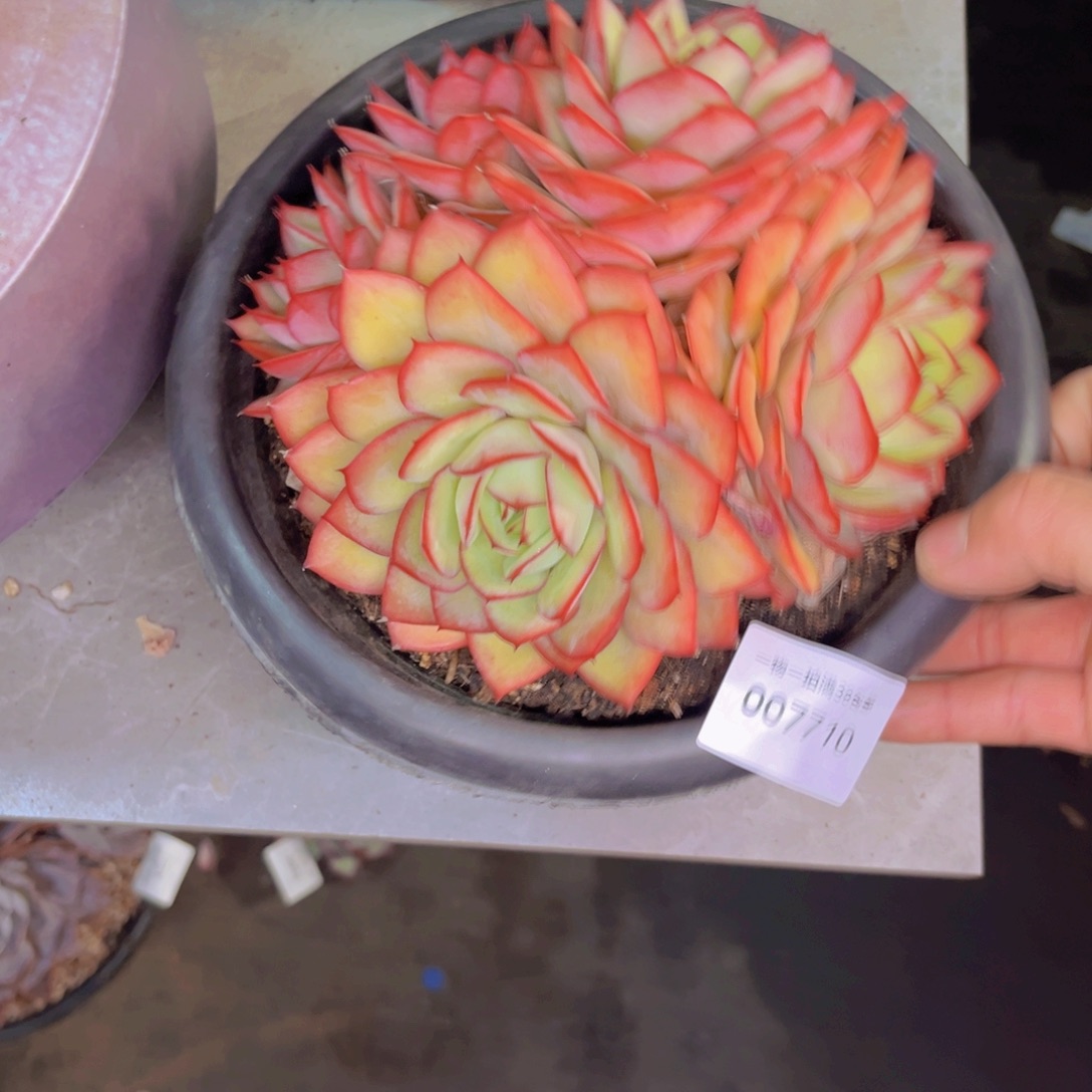 多肉一物一拍7710