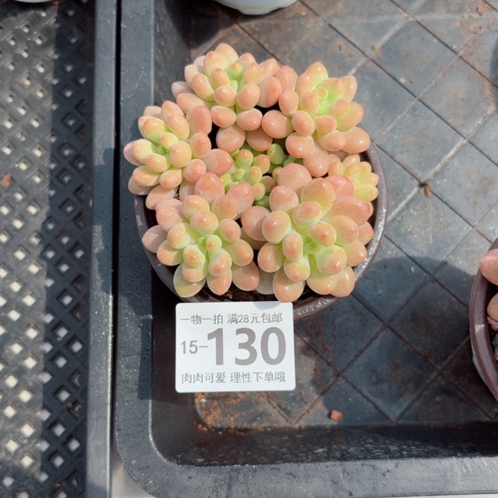 鱼子酱多肉多肉多多肉